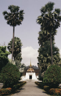 Palm trees in front of temple against sky