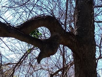 Low angle view of bare tree in forest