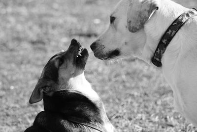 Close-up of dogs