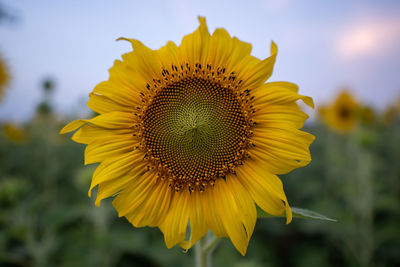 Close-up of yellow sunflower