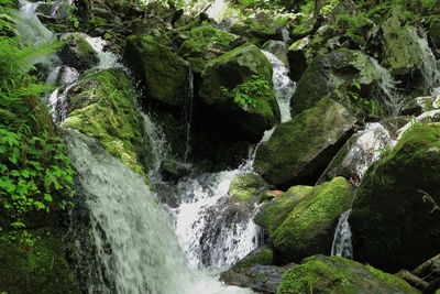 Scenic view of waterfall in forest