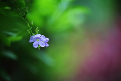 Close-up of purple flowering plant