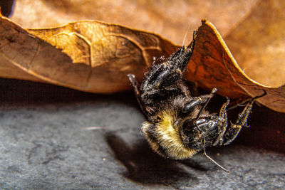 Close-up of bee on dry leaf