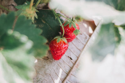 Close-up of strawberry growing on plant