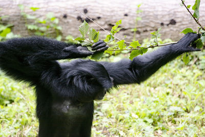 Siamang baboon at manor wildlife park 