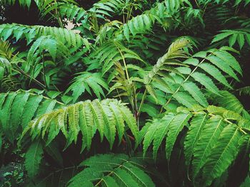 Close-up of fern leaves