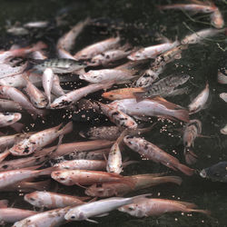 High angle view of fish in sea