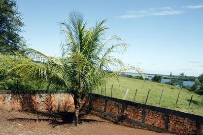 Palm trees growing on field against sky