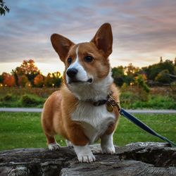 Portrait of dog standing on rock against sky