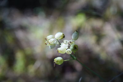 Close-up of white flowering plant