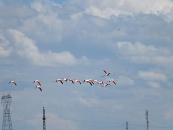 Low angle view of birds flying in sky