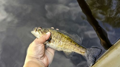 Cropped image of hand holding bass fish