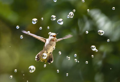 Hummingbird with water drops