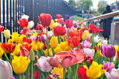 Close-up of tulips