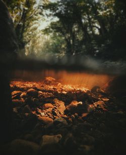 Trees in forest against sky