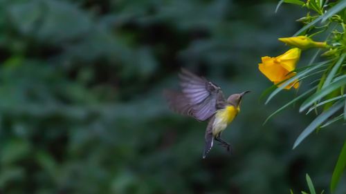 Bird flying in a flower