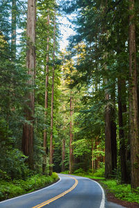 Road amidst trees in forest