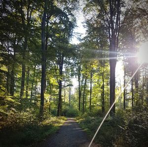 Sunlight streaming through trees in forest