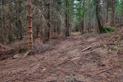 View of trees growing in forest