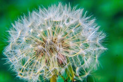 Close-up of dandelion