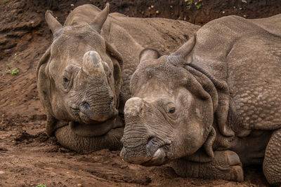 Close-up of elephant