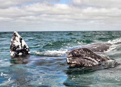 View of horse in sea against sky