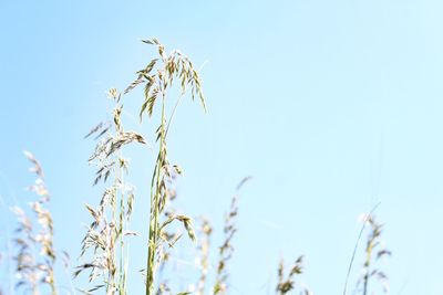 Close-up of stalks against clear blue sky