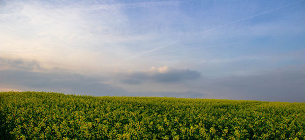 Scenic view of oilseed rape field against sky