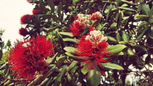 Close-up of red flowers