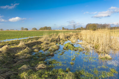 Wetlands in spring, white clouds on the blue sky, sunny day