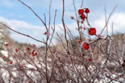 Winter icy berries