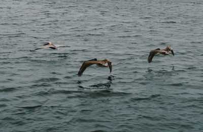 Ducks swimming in sea