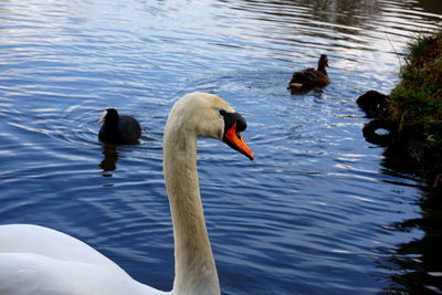 Swans swimming in lake