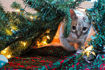 A cat playfully stalks through a christmas tree.