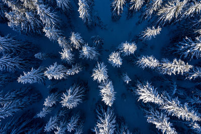 Aerial drone view of snow covered pine forest above in the winter