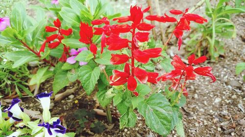 Close-up of red flowers blooming outdoors