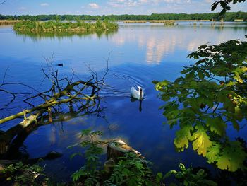 View of duck swimming in lake