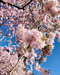 Low angle view of cherry blossom