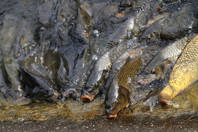 High angle view of fishes swimming in sea