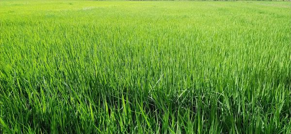 Full frame shot of crops on field