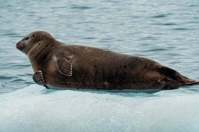 High angle view of sea lion swimming in pool