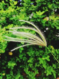 Close-up of fresh green plant