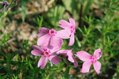 Close-up of pink flowering plant on field