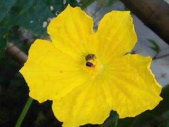 Close-up of yellow flower