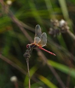 Close-up of dragonfly on plant