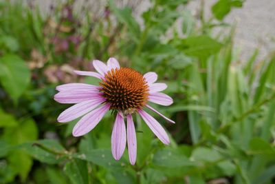 Close-up of purple flower