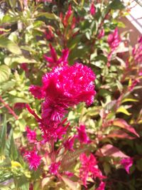 Close-up of pink flowers blooming in garden