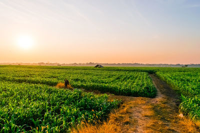 Scenic view of agricultural field against sky during sunset