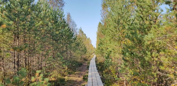 Road amidst trees in forest against clear sky