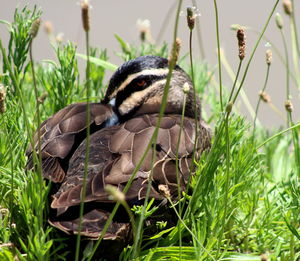 Close-up of bird on grass